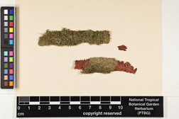 Lejeunea flava image