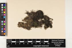 Fissidens fontanus image