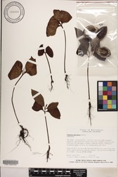Terminalia carolinensis