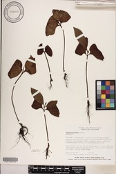 Terminalia carolinensis