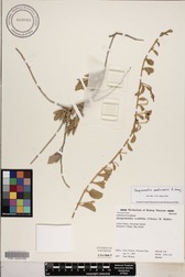 Jacquemontia sandwicensis