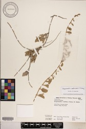 Jacquemontia sandwicensis