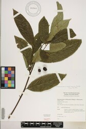 Elaeocarpus carolinensis