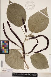 Acalypha hispida