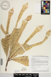 Codiaeum variegatum