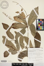 Codiaeum variegatum