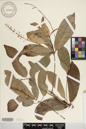 Codiaeum variegatum