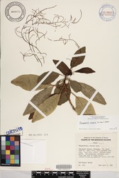 Charpentiera elliptica