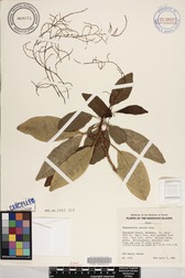 Charpentiera elliptica