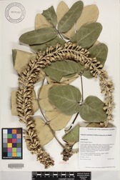 Polyscias lallanii