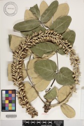 Polyscias lallanii