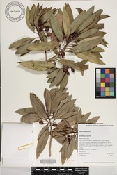 Bontia daphnoides