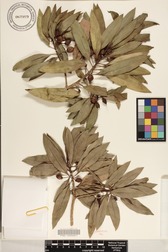 Bontia daphnoides