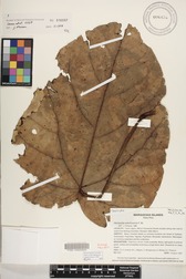 Hernandia nukuhivensis