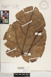 Hernandia nukuhivensis