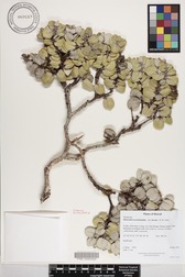 Metrosideros polymorpha