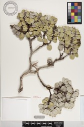 Metrosideros polymorpha