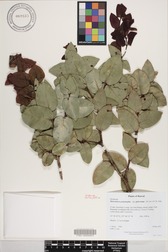 Metrosideros polymorpha