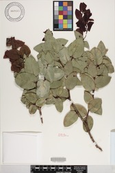 Metrosideros polymorpha