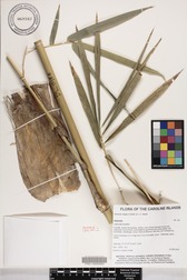 Bambusa vulgaris