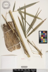 Bambusa vulgaris