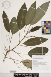 Charpentiera elliptica
