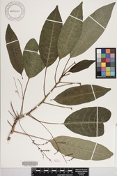 Charpentiera elliptica