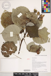 Hibiscus tiliaceus