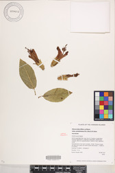 Hibiscus kokio subsp. saintjohnianus