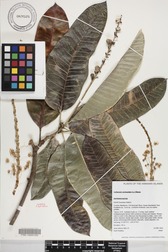 Codiaeum variegatum