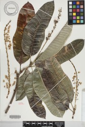 Codiaeum variegatum