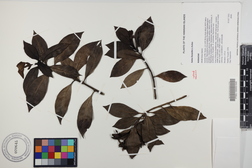 Kadua fluviatilis