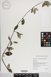 Alyxia stellata