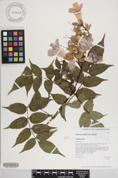 Podranea ricasoliana