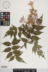 Podranea ricasoliana