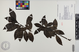 Kadua fluviatilis
