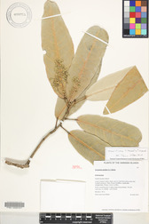 Heritiera littoralis