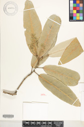 Heritiera littoralis