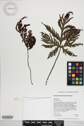 Doryopteris angelica