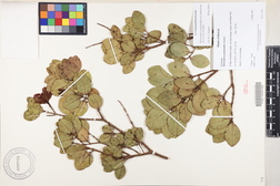 Metrosideros polymorpha