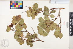 Metrosideros polymorpha