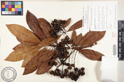 Xanthostemon chrysanthus