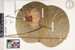 Nelumbo nucifera