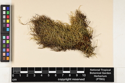 Scleropodium julaceum image