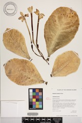 Brighamia insignis