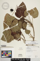 Jatropha curcas