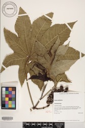 Ricinus communis