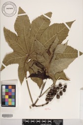 Ricinus communis