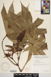 Ricinus communis