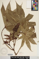 Ricinus communis